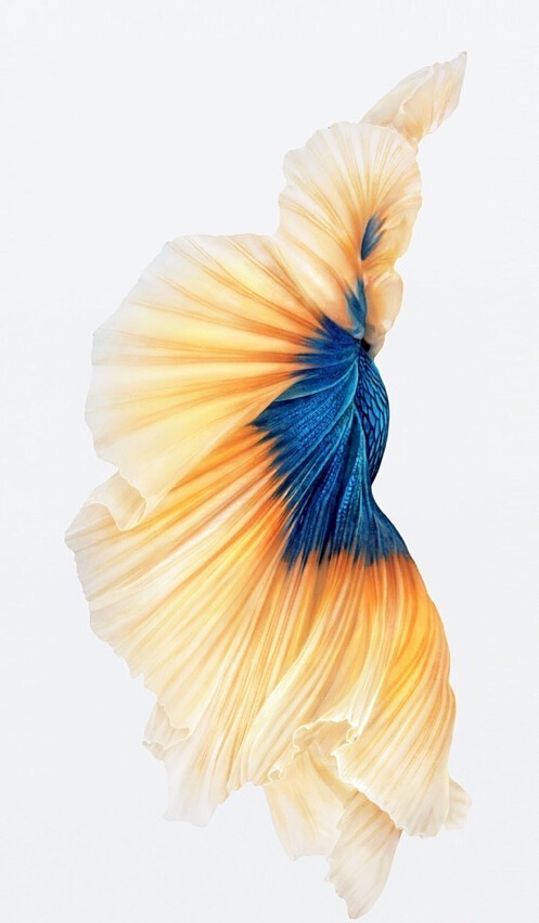 iPhone6s官方锦鲤高清壁纸推荐