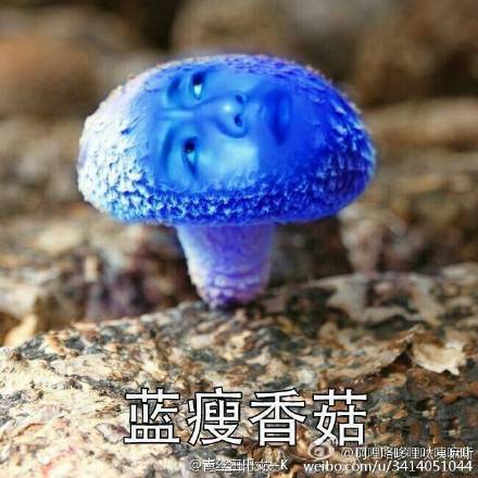 蓝瘦香菇配图高清 蓝瘦香菇无水印下载