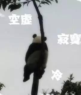晒被长猫什么意思什么梗 晒被​长猫​怎么办