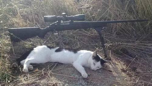 晒被长猫什么意思什么梗 晒被​长猫​怎么办