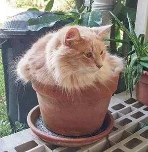 晒被长猫什么意思什么梗 晒被​长猫​怎么办