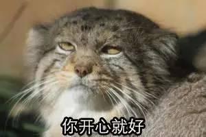 晒被长猫什么意思什么梗 晒被​长猫​怎么办