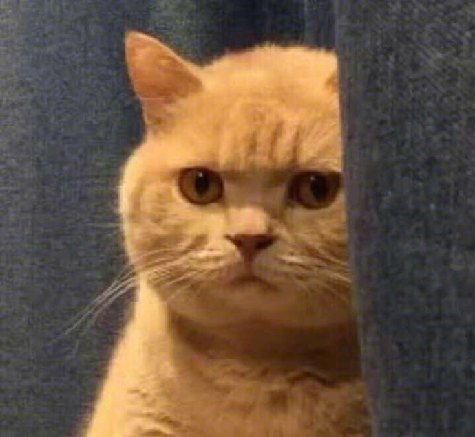 橘猫表情包大全 很多橘猫图片表情包 橘猫的凝视表情包