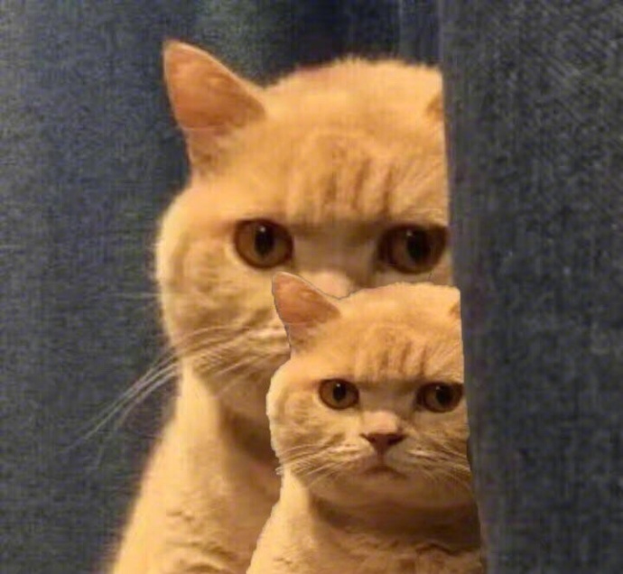 橘猫表情包大全 很多橘猫图片表情包 橘猫的凝视表情包