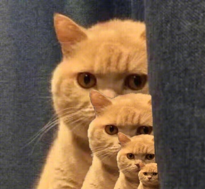 橘猫表情包大全 很多橘猫图片表情包 橘猫的凝视表情包