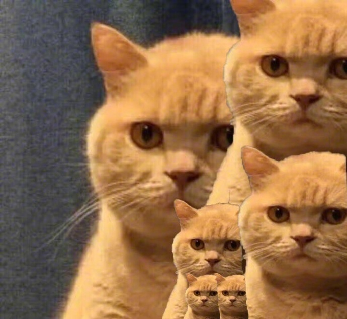 橘猫表情包大全 很多橘猫图片表情包 橘猫的凝视表情包