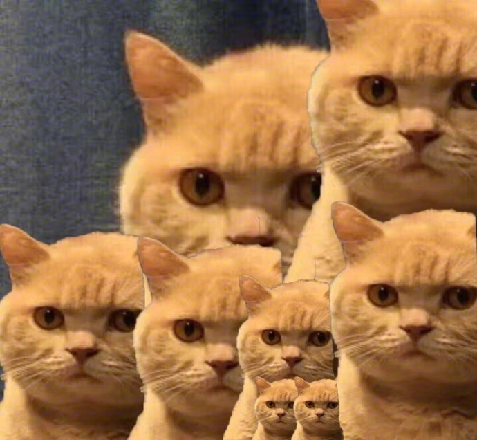 橘猫表情包大全 很多橘猫图片表情包 橘猫的凝视表情包