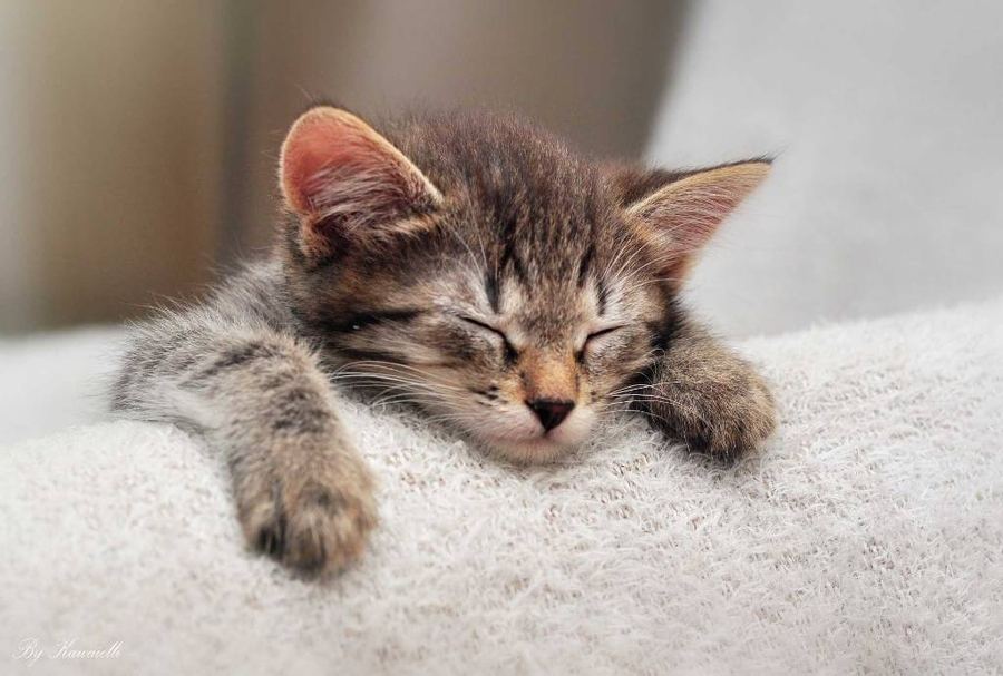 Little Kitten怎么玩 Little Kitten我最喜爱的猫猫新手教程