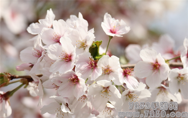 阴阳师樱花图片在哪里查询 阴阳师樱花高清图片