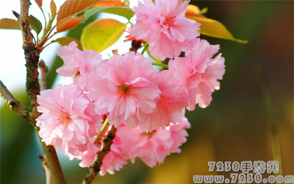 阴阳师樱花图片在哪里查询 阴阳师樱花高清图片