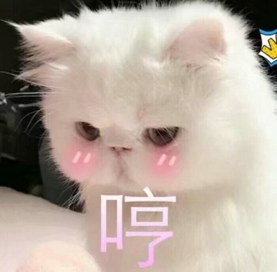萌猫图片大全可爱头像大全 萌猫图片表情包​