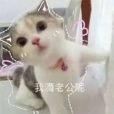 猫咪表情包带字图片大全 猫咪表情包可爱图片