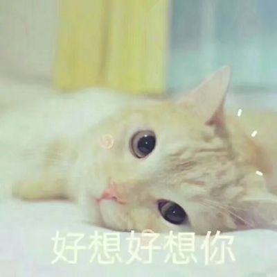 猫咪表情包带字图片大全 猫咪表情包可爱图片