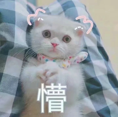 猫咪表情包带字图片大全 猫咪表情包可爱图片