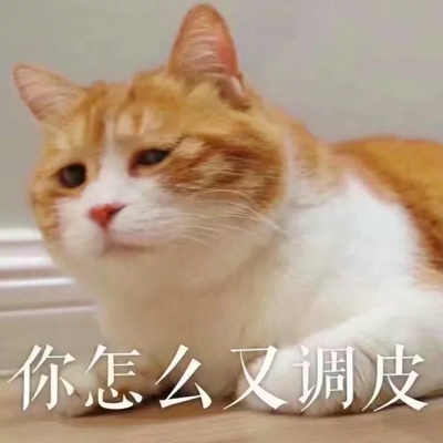 猫咪表情包带字图片大全 猫咪表情包可爱图片