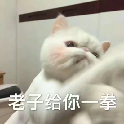 猫咪表情包带字图片大全 猫咪表情包可爱图片
