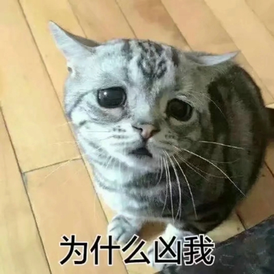 猫咪表情包带字图片大全 猫咪表情包可爱图片