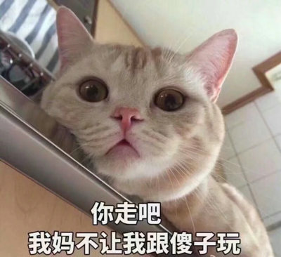 猫咪表情包带字图片大全 猫咪表情包可爱图片