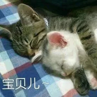 萌猫图片大全可爱头像大全 萌猫图片表情包​