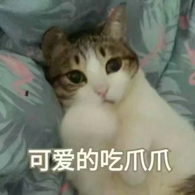 猫咪表情包带字图片大全 猫咪表情包可爱图片