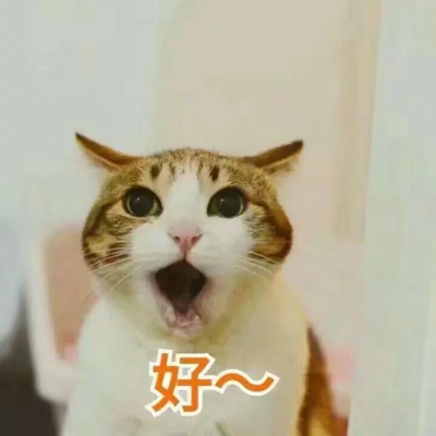 猫咪表情包带字图片大全 猫咪表情包可爱图片