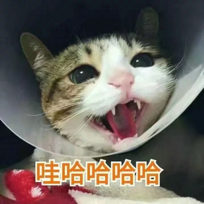 猫咪表情包带字图片大全 猫咪表情包可爱图片