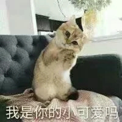 猫咪表情包带字图片大全 猫咪表情包可爱图片