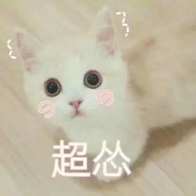 猫咪表情包带字图片大全 猫咪表情包可爱图片