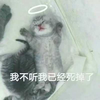 猫咪表情包带字图片大全 猫咪表情包可爱图片