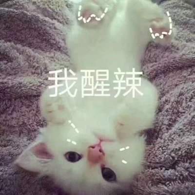 猫咪表情包带字图片大全 猫咪表情包可爱图片