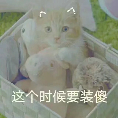 猫咪表情包带字图片大全 猫咪表情包可爱图片