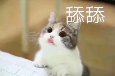 猫咪表情包带字图片大全 猫咪表情包可爱图片