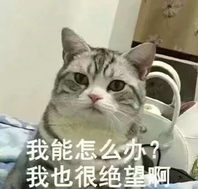 猫咪表情包带字图片大全 猫咪表情包可爱图片