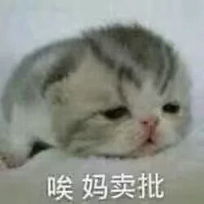 猫咪表情包带字图片大全 猫咪表情包可爱图片