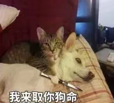 猫咪表情包带字图片大全 猫咪表情包可爱图片