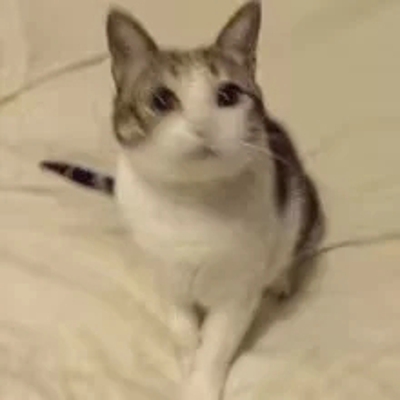 猫咪表情包带字图片大全 猫咪表情包可爱图片