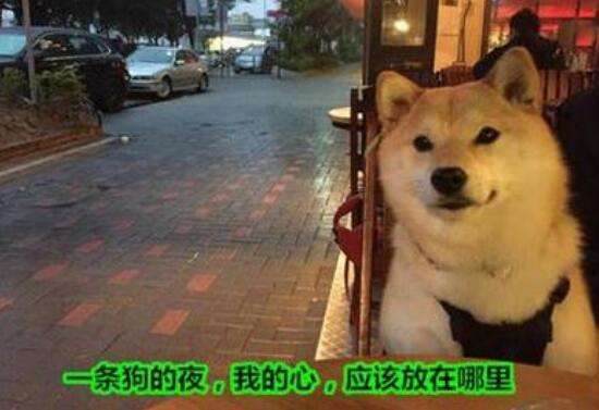 你见过四个角的星星吗是什么意思 你见过四个角的星星吗我想你了