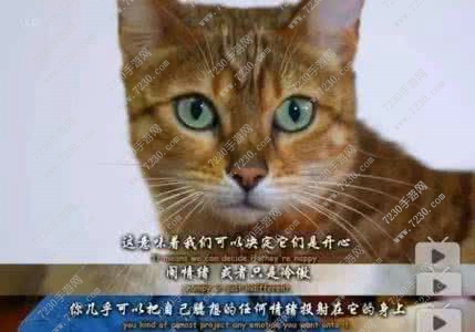 吸猫是什么意思 吸猫是什么梗