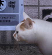 翌日猫之怪奇谭最新安卓中文版
